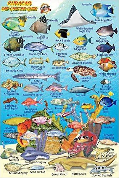 Duikkaart Curaçao Reef Creatures Guide (MiniCard) | Franko Maps